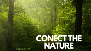 How to Reconnect with Nature During a Digital Detox